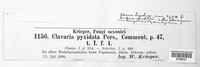 Artomyces pyxidatus image